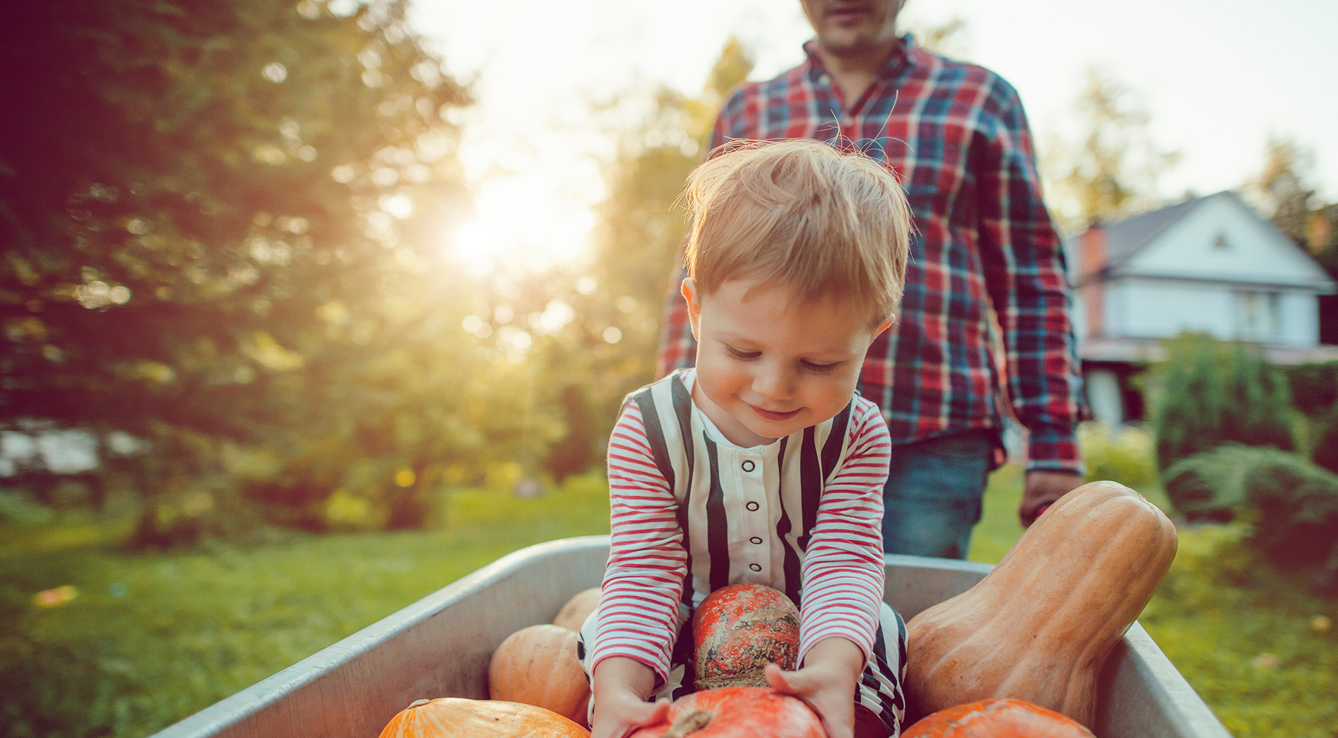 Boy picking up a pumpkin outside in yard with father behind him.